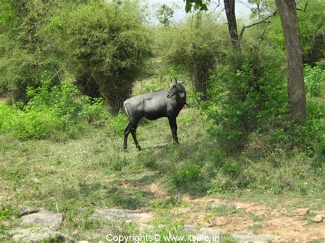 Bannerghatta National Park Karnataka Tourism Reserve Forest Zoo