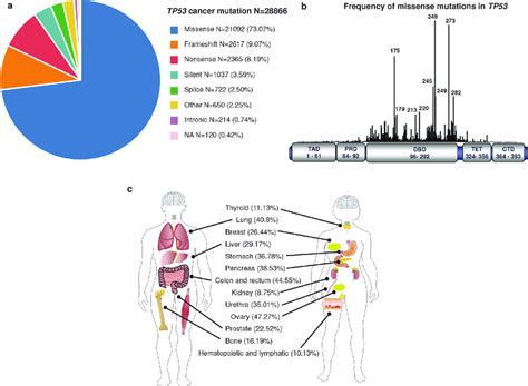 Tp53 Mutations In Cancer A Frequency Of Somatic Tp53 Mutations