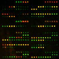 Protein Microarray Service - Creative BioMart