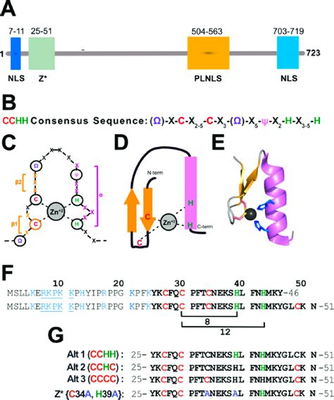 Sequence Properties Of Znf And Its Z Domain A Domain Diagram For