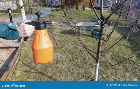 Spraying Fruit Trees With A Pump Sprayer With Insecticides And