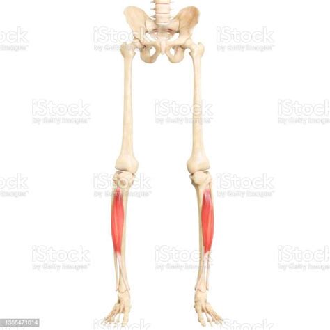 Human Muscular System Leg Muscles Tibialis Anterior Muscle Anatomy 照片檔及