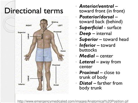 Anatomical Terms Language Of Anatomy Ppt Download