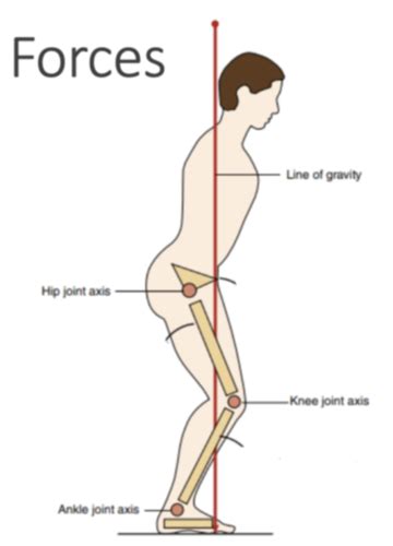 Introduction To Biomechanics Week 1 Flashcards Quizlet