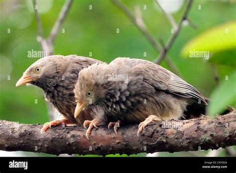 Birds of kerala hi-res stock photography and images - Alamy