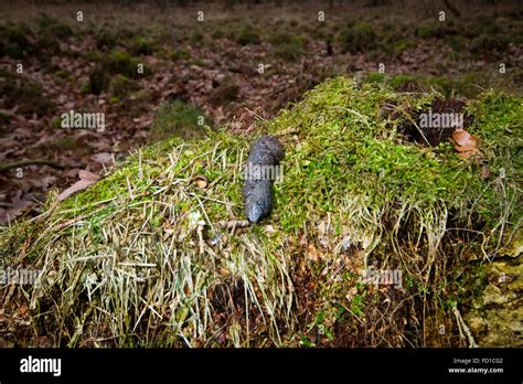 Fox droppings, left in a visible place (on a grass mound) to mark his territory Stock Photo - Alamy