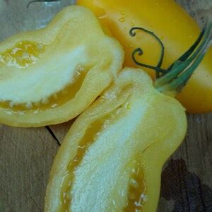 Yellow Icicle Tomato Seeds Yellow Tomatoes Organic Heirloom Etsy