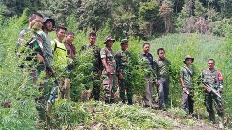 Tni Musnahkan Hektare Ladang Ganja Di Gayo Lues Dipimpin Dandim