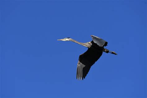 Blue Heron Bird Free Photo On Pixabay Pixabay