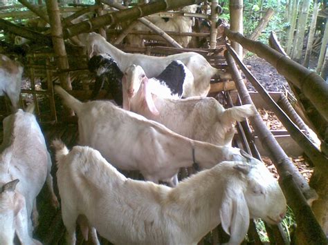 Cara Ternak Kambing Pakan Ternak Kambing Agar Cepat Gemuk