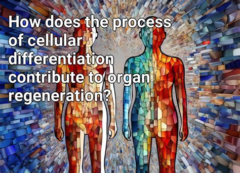 How Does The Process Of Cellular Differentiation Contribute To Organ Regeneration