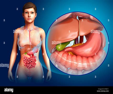 Anatomia Dello Stomaco Immagini E Fotografie Stock Ad Alta Risoluzione