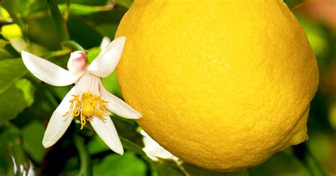 How To Grow And Care For An Indoor Lemon Tree