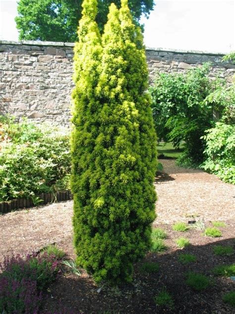 Taxus X Media Viridis Columnar Yew Evergreen Garden Taxus Baccata