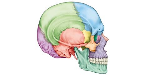 رسم تشريح الجمجمة الإنسانية