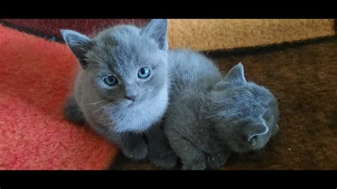 Russian Blue Cat Weeks K Tzchen Woche