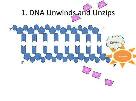 Ppt Dna Structure And Replication Building Block Of Dna Powerpoint Presentation Id4026493