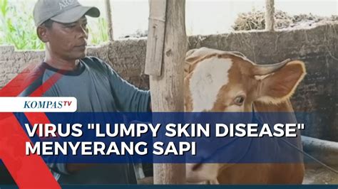 Virus Lumpy Skin Disease Menyerang Sapi Di Wilayah Sragen Jawa Tengah