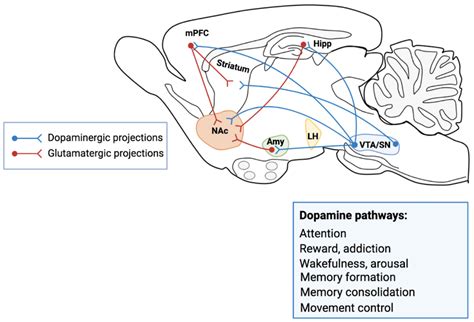 Cells Free Full Text Dopamine The Neuromodulator Of Long Term