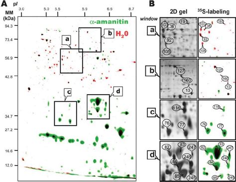 Comparison of de novo protein synthesis patterns during 24-h ...