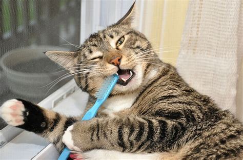 Cat Brushing Teeth – 1Funny.com