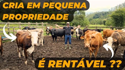 CRIA em PEQUENA PROPRIEDADE é RENTÁVEL YouTube