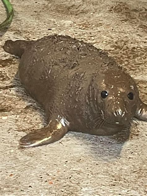 Poop Seal Rbogpostings