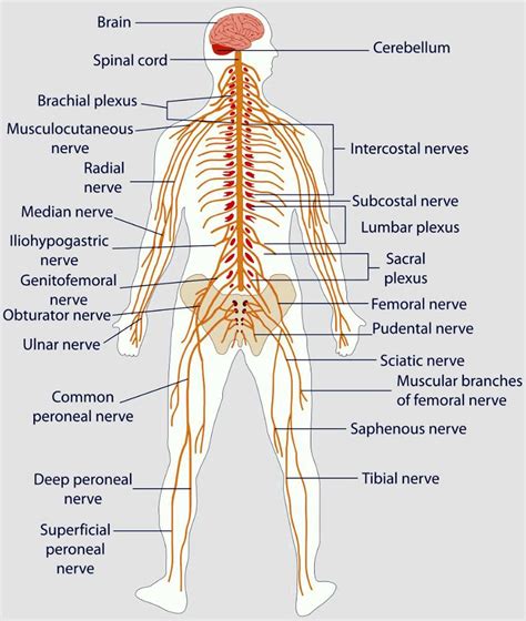 Exploring Causes And Symptoms Of Paresthesia Ep Wellness And Functional Medicine Clinic