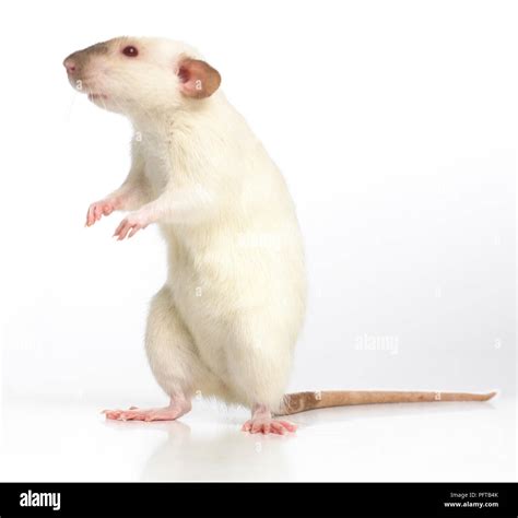 Dumbo rat, pet rat Stock Photo - Alamy