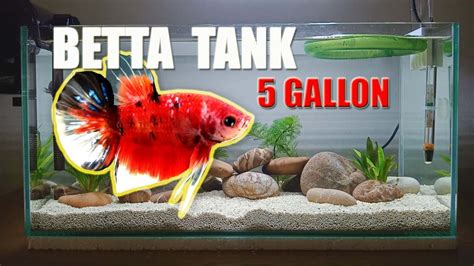 How To Set Up A Gallon Betta Tank At Loretta Lue Blog