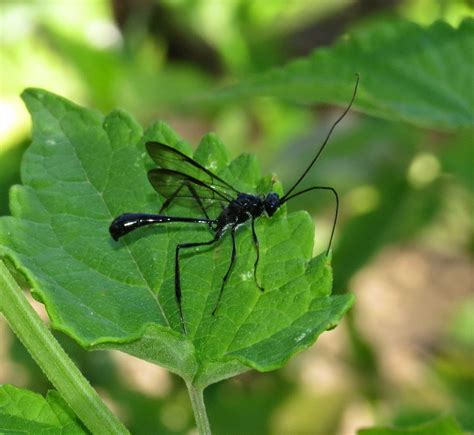 Bug Eric The American Pelecinid Wasp