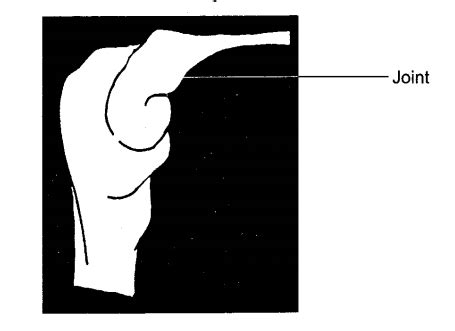 Ncert Solutions Class Science Chapter Body Movements Ncertplanet