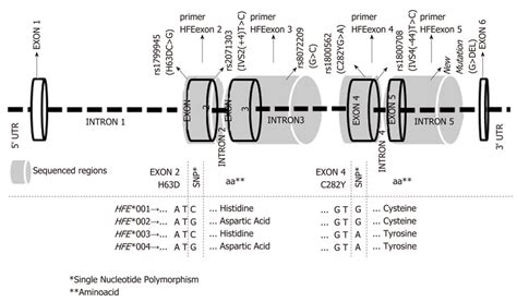 Structure of the HFE gene (ID# ENSG00000010704-http://www.ensembl.org ...