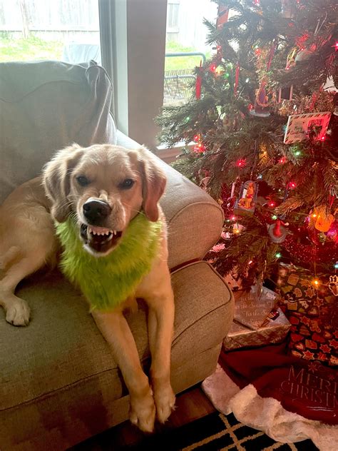 Youre Thethethe Grinch Rgoldenretrievers