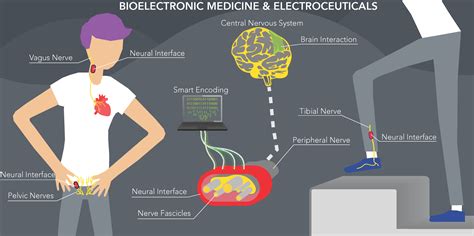 Bioelectronics Medicine and Electroceuticals – Neuroengineering Lab ...