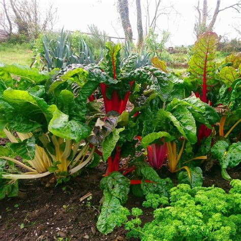 Rainbow Chard Irish Seed Seed Ireland Seeds Stuff Seeds Ireland