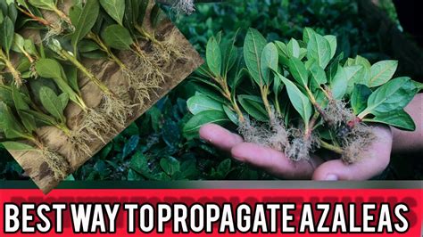 Can You Grow Azaleas From Cuttings Back Gardener