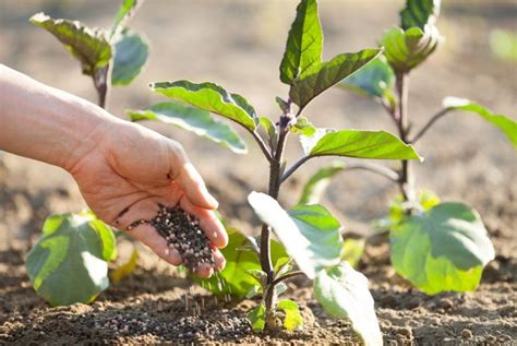 Pro Tips For a Bountiful Eggplant Harvest - The Habitat