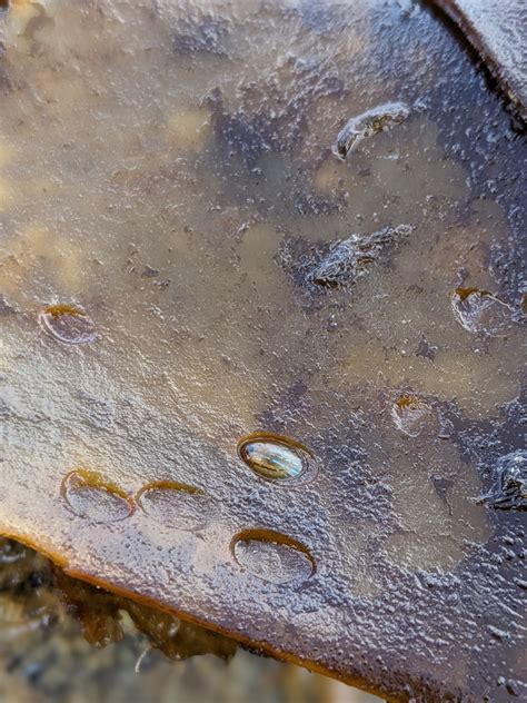 Blue Rayed Limpet From France On September 17 2023 At 03 22 PM By