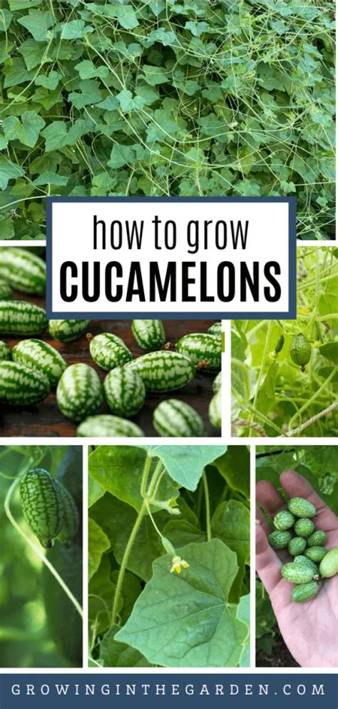 How To Grow Cucamelon Uk