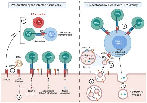 Pathogens Free Full Text CD4 Cytotoxic T Cells Involved In The