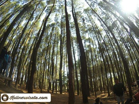 Hutan Pinus Imogiri ~ Wisata Kuliner Indonesia