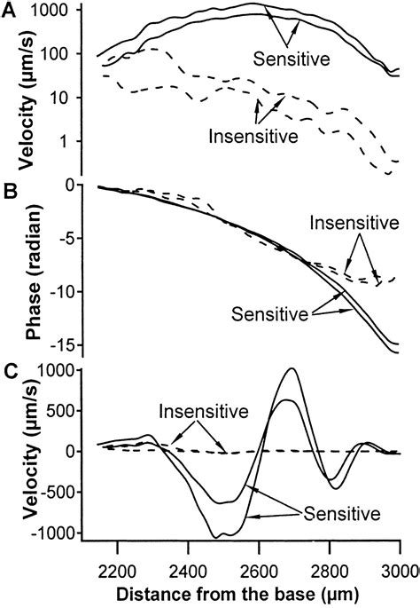 Longitudinal Pattern Of Basilar Membrane Vibration In The Sensitive