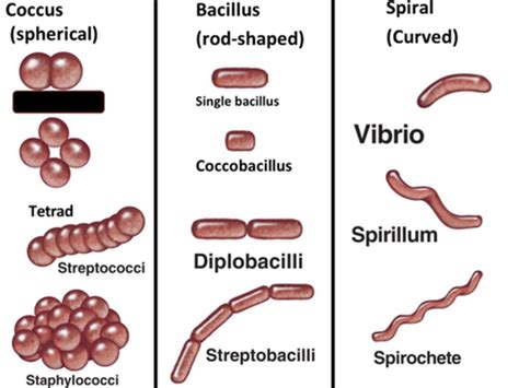 Lab 3 Monera I Bacteria Diagrams Flashcards | Quizlet