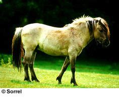 Breeds of Livestock - Tarpan Horse Horse Information, Protected Species, Prehistoric Animals ...