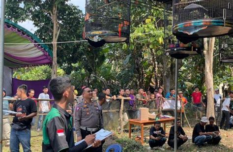 Polres Way Kanan Gelar Lomba Burung Berkicau Dalam Rangka Hari