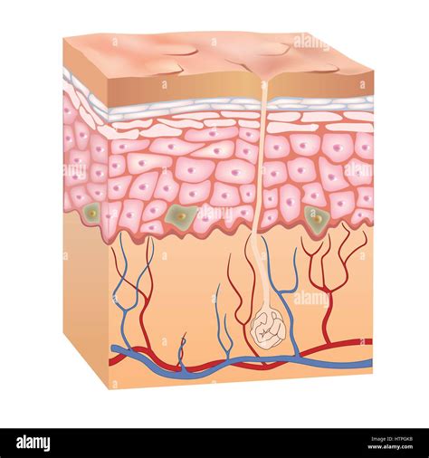 Dermis epidermis fotografías e imágenes de alta resolución Página 2