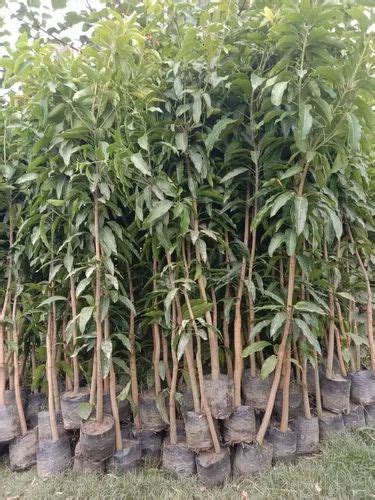 Full Sun Exposure Green Mango Grafted Saplings Fruit Tree For Fruits