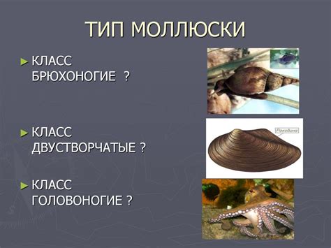 Многообразие моллюсков. Значение моллюсков в природе и жизни ...