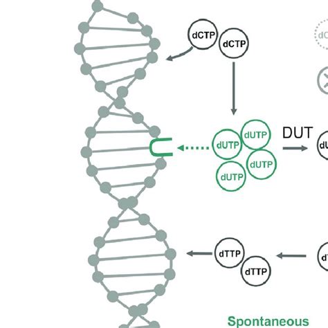 Uracil DNA And Repair Enzymes Expression Levels In Intraerythrocytic